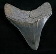Inch Serrated Megalodon Tooth #4969-1